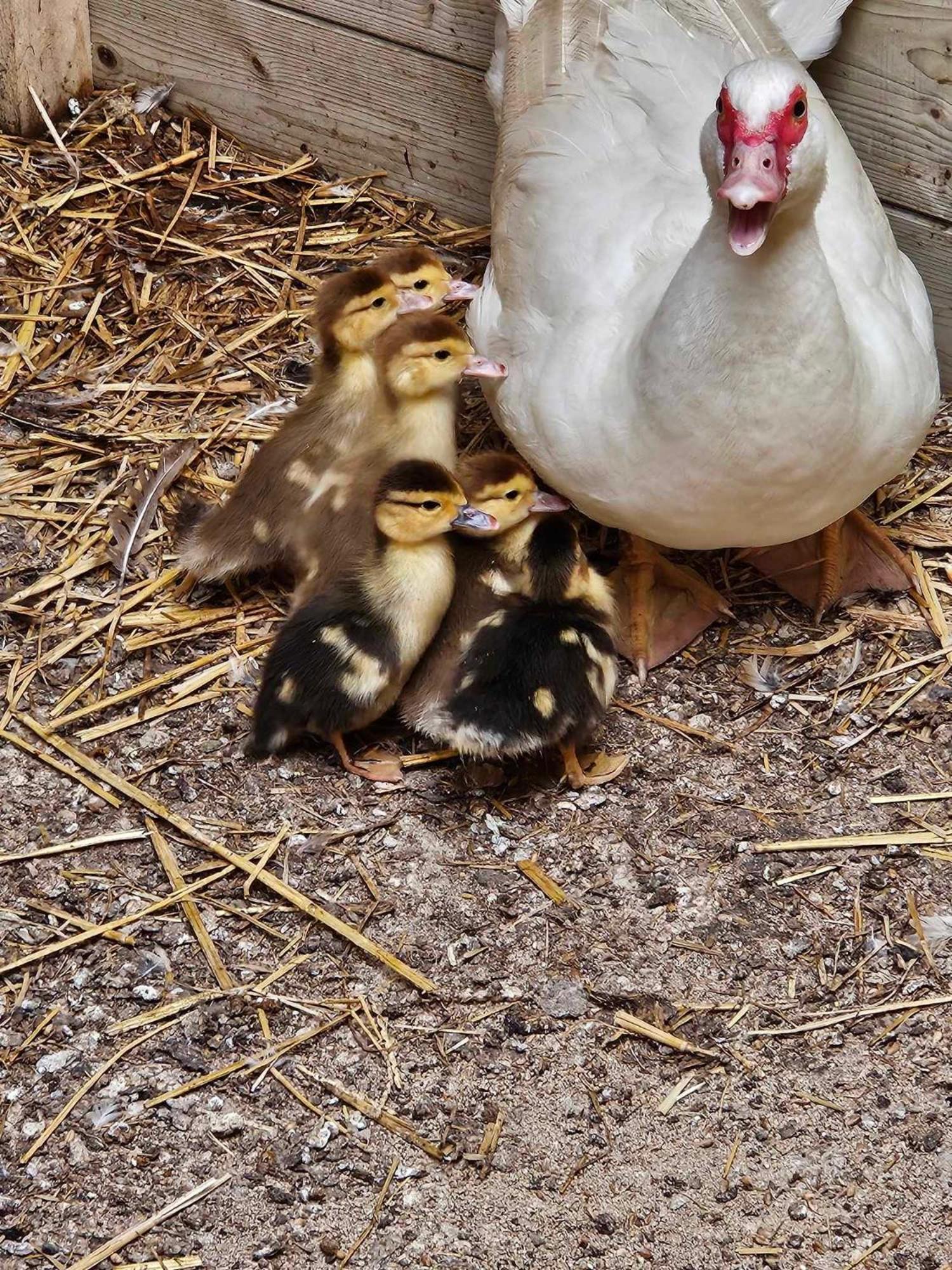 Fromelles Gite Canard מראה חיצוני תמונה